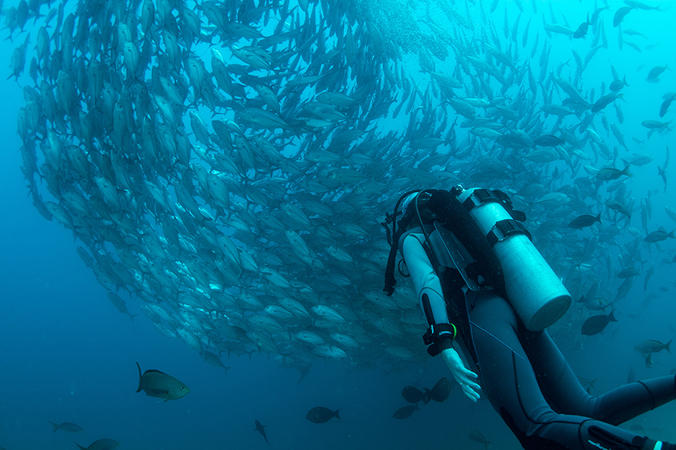 渦を巻く魚の群れを見ているダイバー